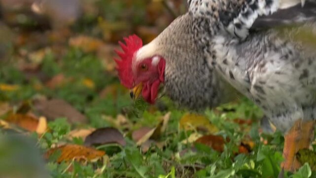 Chicken searching for food in grass and leaves, natural feeding process in organic farm environment. Free range poultry nutrition, sustainable agriculture and healthy food production concept.