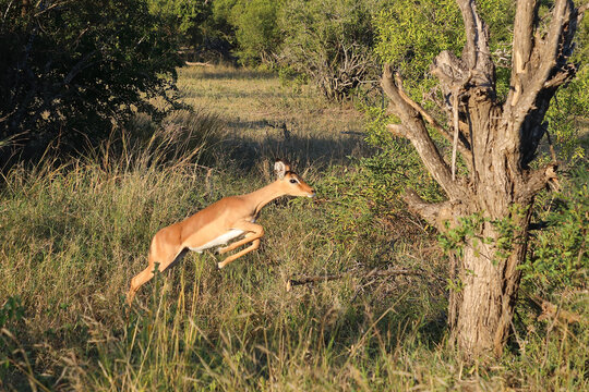 Schwarzfersenantilope / Impala / Aepyceros melampus