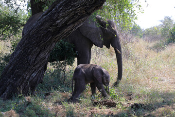 Fototapeta premium Afrikanischer Elefant / African elephant / Loxodonta africana