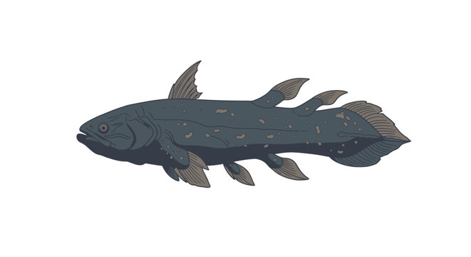 Illustration of a coelacanth fish in profile on a clean white background