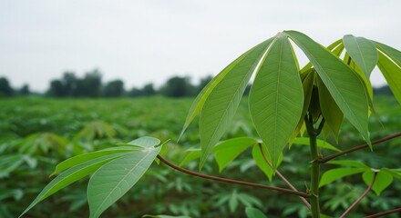 Fototapeta premium Fresh cassava foliage in plantation field representing organic food production and rural agriculture