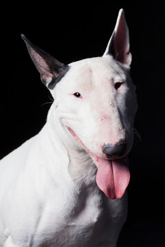 Portrait of a white bull terrier panting on black background