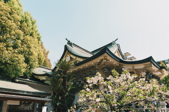 Shinto shrine with cherry blossoms and hanging lanterns in Osaka