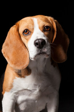 Expressive Beagle dog portrait on black background