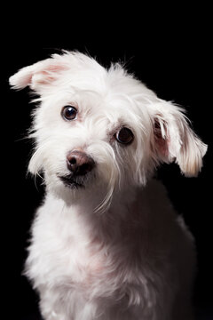 Cute white mixed breed dog looking at camera on black background