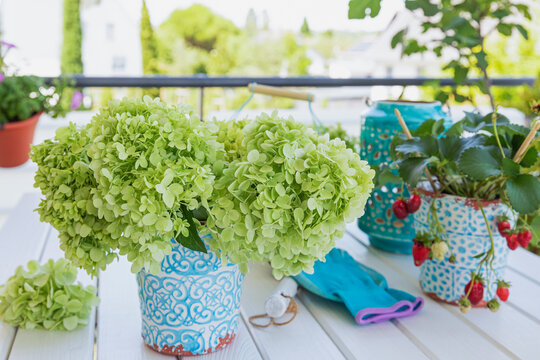 Urban gardening with hydrangeas and strawberries on a balcony