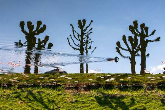 Duck swimming in water with upside down reflection of plane tree