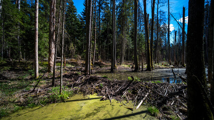 Natural beaver dam made of branches and mud in a swampy forest of Roztocze, Poland. © Szymon Bartosz