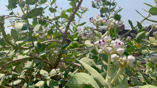 Calotropis gigantea (Aakra) flower blooming, close up footage.