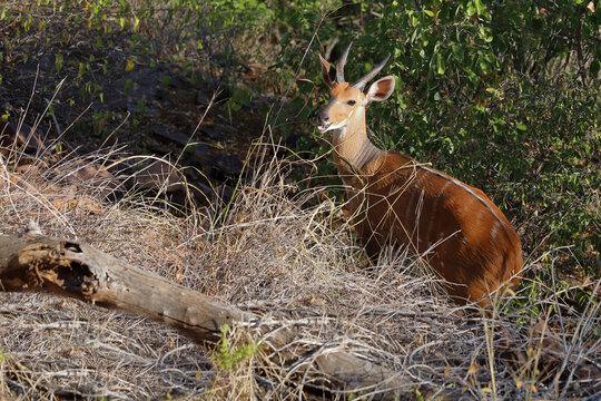 S&uuml;dliche Schirrantilope / Cape bushbuck / Tregelaphus sylvaticus