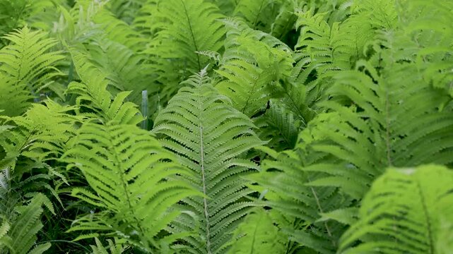 風に揺れる雨上がりのクサソテツの群生　‐ostrich fern‐