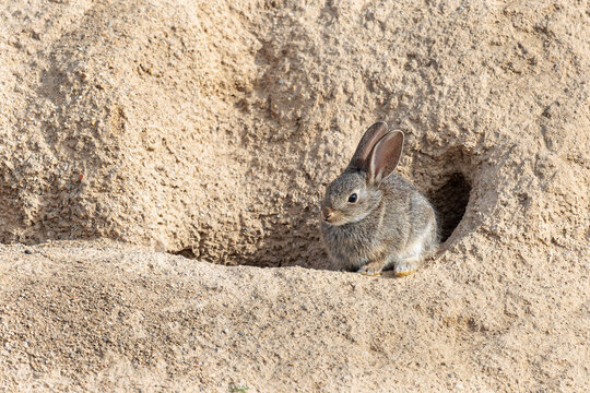 Oryctolagus cuniculus. Common or European rabbit next to its burrow on a sandy bank.