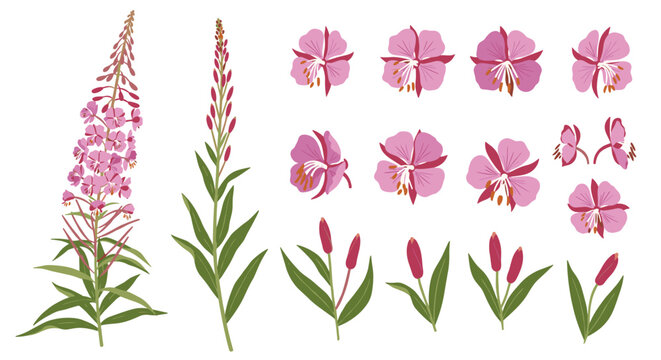 Parts of a pink fireweed plant including the tall floral spike individual flowers and leafy stems isolated on a white background.