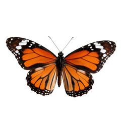 Fototapeta premium [Transparent Background PNG]Monarch Butterfly with Orange and Black Wings