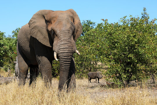 Afrikanischer Elefant und Warzenschwein / African elephant and Warthog / Loxodonta africana et Phacochoerus africanus