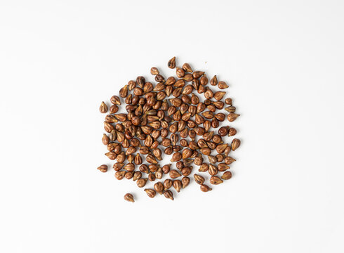 Grape seeds ready for oil extraction