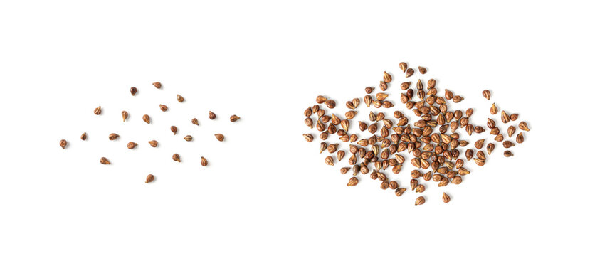 Grape seeds ready for oil extraction