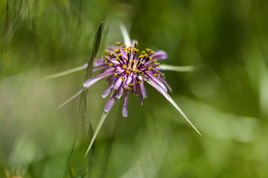 Flora of Gran Canaria -  flowering Tragopogon porrifolius, oyster plant natural macro floral background