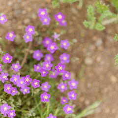 Obraz premium Flora of Gran Canaria - purple sand spurrey, Spergularia purpurea, introduced species