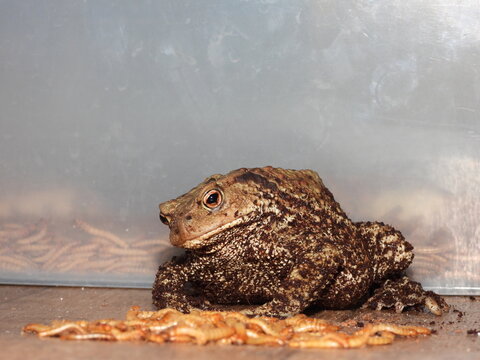 Closeup view of Common toad (Bufo bufo) eating mealworms and bugs.
