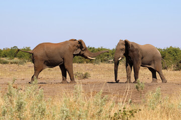 Fototapeta premium Afrikanischer Elefant / African elephant / Loxodonta africana