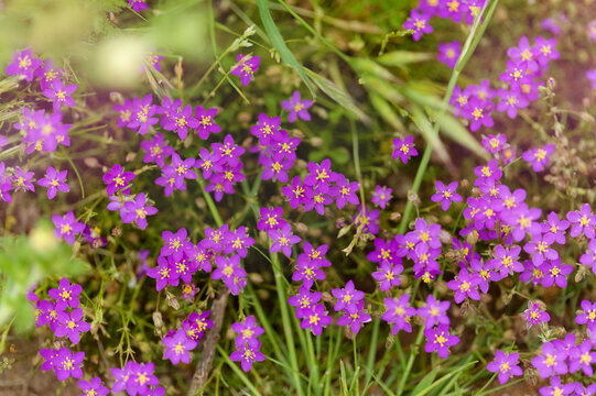 Flora of Gran Canaria -   purple sand spurrey, Spergularia purpurea, introduced species