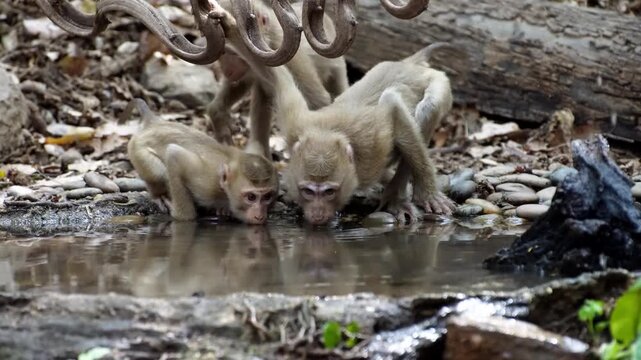 Group of young macaques drinking water from a natural pond in the forest. Wildlife in their natural habitat, reflection on water surface, and forest background. High-quality nature clip
