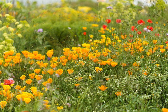 Flora of Gran Canaria -  Eschscholzia californica, the California poppy, introduced and invasive species natural macro floral background