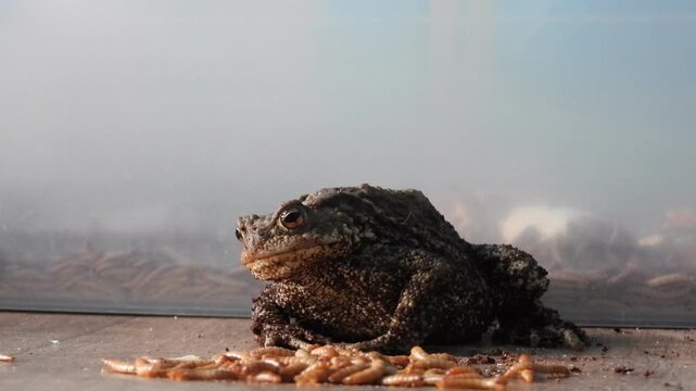 Closeup view of Common toad (Bufo bufo) eating mealworms and bugs.