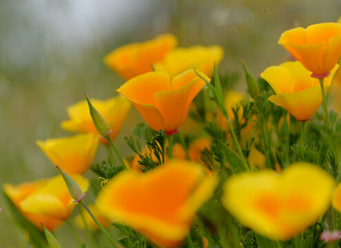 Flora of Gran Canaria -  Eschscholzia californica, the California poppy, introduced and invasive species natural macro floral background