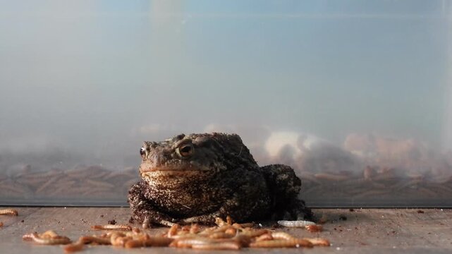 Closeup view of Common toad (Bufo bufo) eating mealworms and bugs.