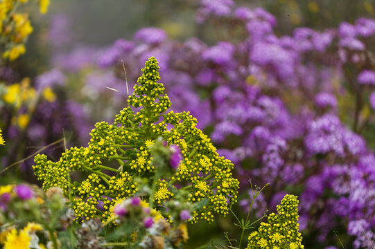 Flora of Gran Canaria -  Aeonium arboreum, succulent plant endemic to Canary islands, natural macro floral background