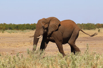 Fototapeta premium Afrikanischer Elefant / African elephant / Loxodonta africana