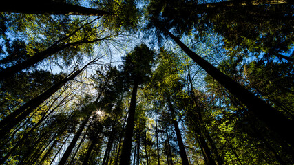 Fototapeta premium Lush green forest with tall trees and sunlight filtering through the canopy, Roztocze, Poland