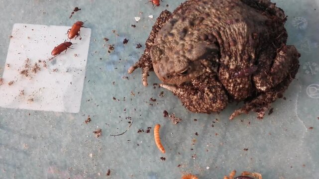 Closeup view of Common toad (Bufo bufo) eating mealworms and bugs.