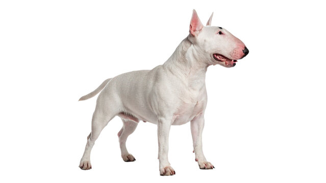 Adult white bull terrier dog standing and looking forward with unique muscular body isolated on transparent background