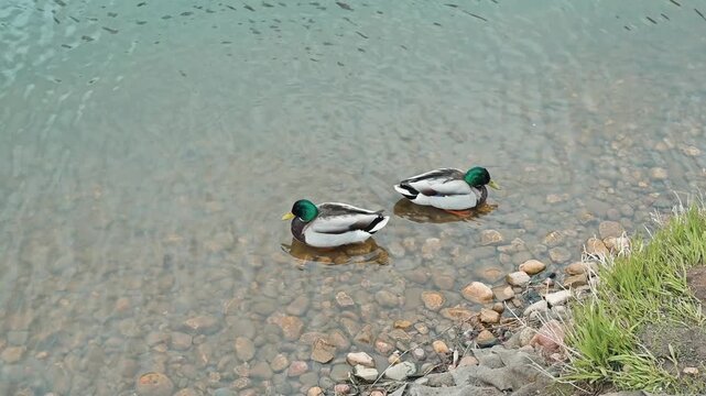 Two ducks swim in a clear pond, gliding over the water's surface. The area is lined with pebbles and green grass, showcasing the natural habitat