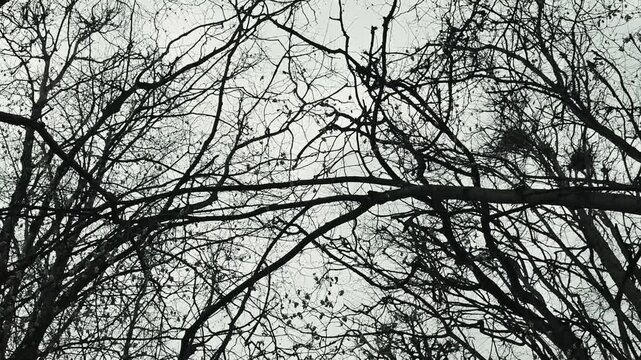 A flock of birds moves through a network of bare branches in a winter setting. The focus is on their flight pattern and the starkness of the surrounding trees