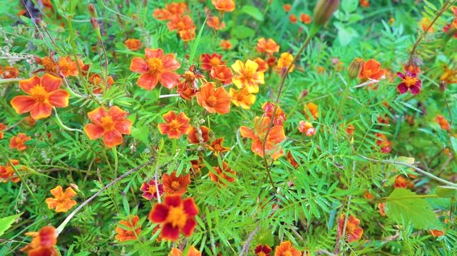 garden flowers are thin-leaved marigolds. Yunan Province