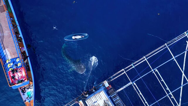 People observing whale shark from boat and a kayak. Amazing aerial view drone