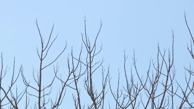 Empty tree branches moving in the wind with blue sky in the background