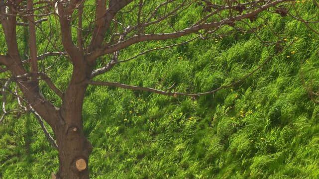 Wind through green grass. Tree closeup. Spring fresh green vibe. Summer cool day
