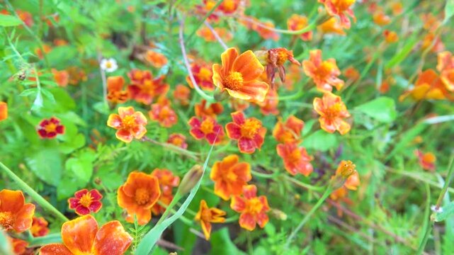 garden flowers are thin-leaved marigolds. Yunan Province