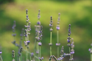 Obraz premium Soft Focus Macro of Lavender Flowers in a Field with Gentle Purple and Green Tones