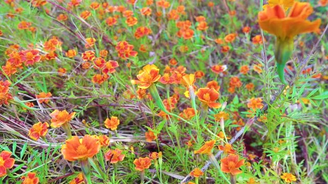 garden flowers are thin-leaved marigolds. Yunan Province