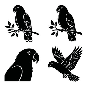 Black and white vector silhouette set of Eclectus Parrot