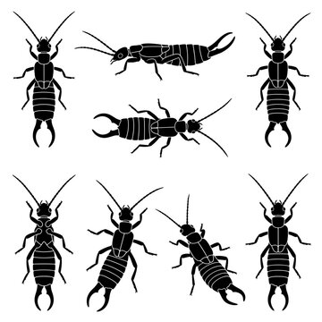 Black and white vector silhouette set of Earwig
