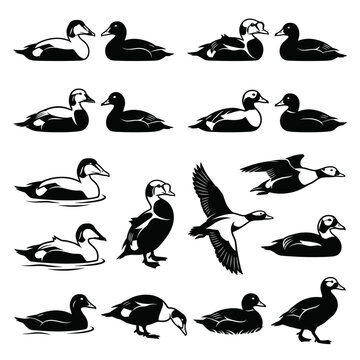 Black and white vector silhouette set of Eider.