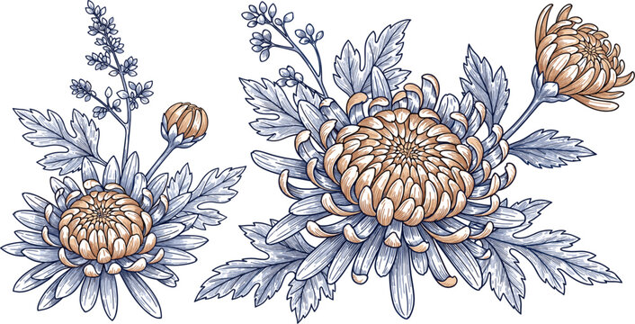 Vintage Chrysanthemum Flower Set with Hand Drawn Botanical Leaves and Floral Elements Decorative Bloom Illustration for Invitations Packaging Designs