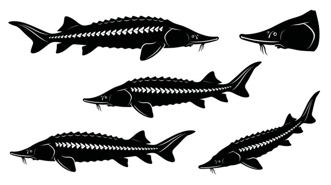 Black and white vector silhouette set of Kaluga Sturgeon